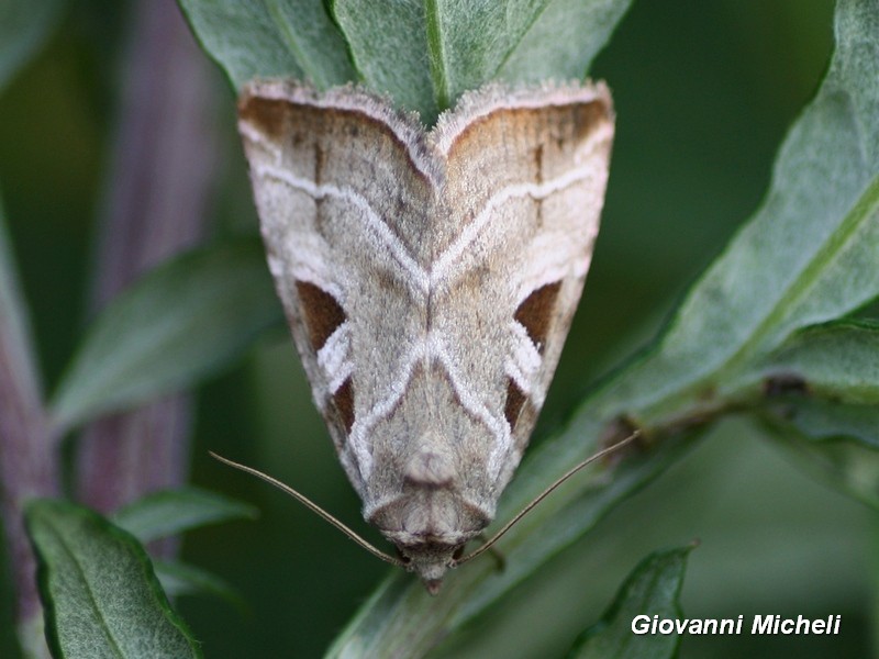 Noctuide da ID - Eucarta virgo